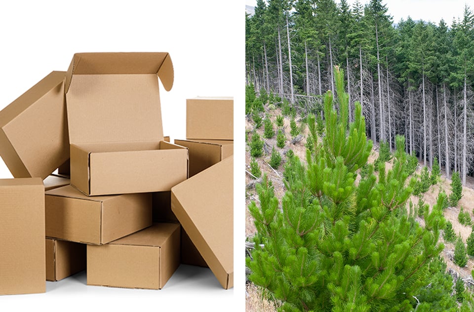 Sustainability and The Corrugated Box
